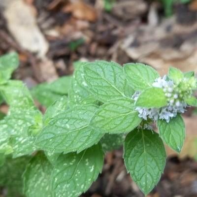 Mentha canadensis — leaf