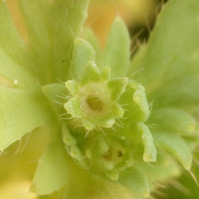 Aphanes arvensis — flower