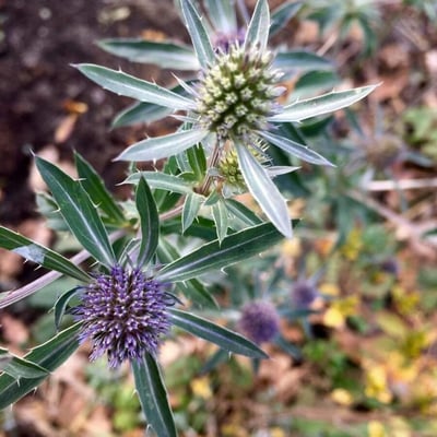 Eryngium campestre — flower