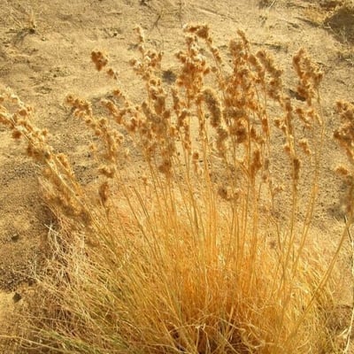 Cymbopogon schoenanthus — flower