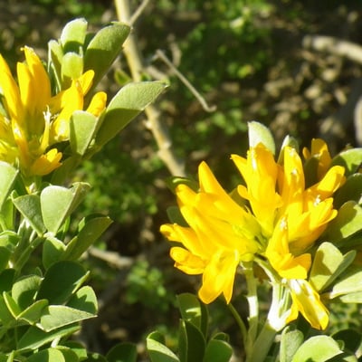 Medicago arborea — flower