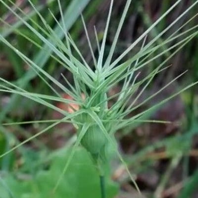 Aegilops geniculata — flower