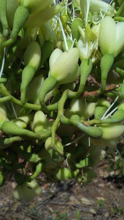 African copaiba balsamtree