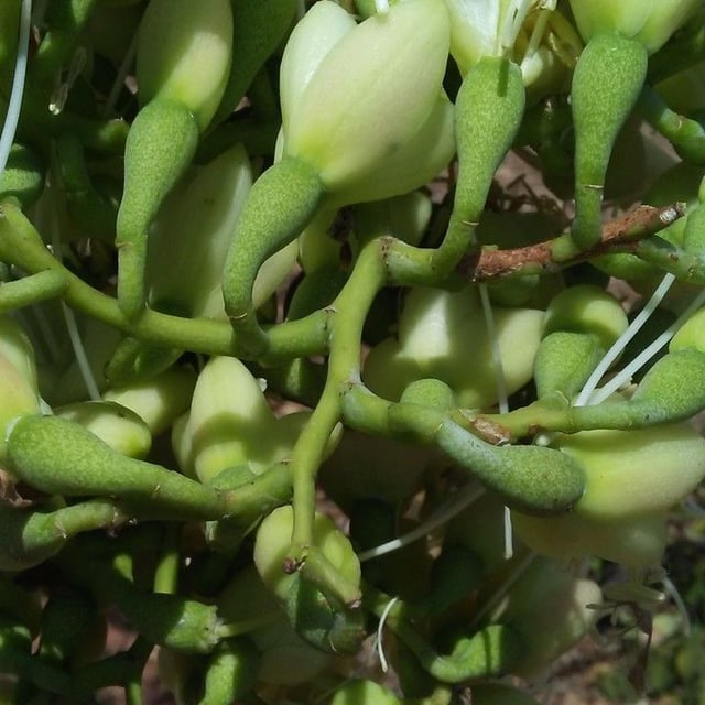 Daniellia oliveri — flower