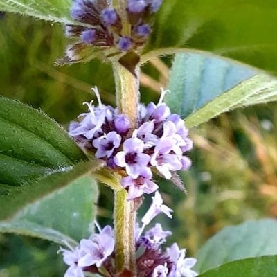 Mentha arvensis — flower