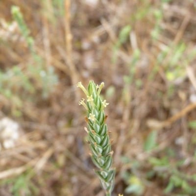 Crucianella angustifolia — flower