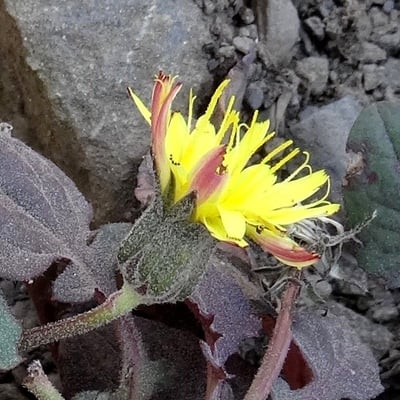 Crepis pygmaea — flower