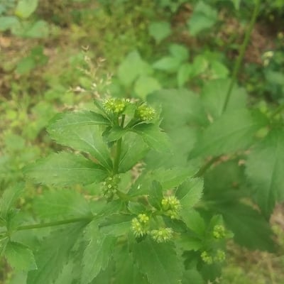 Sanicula canadensis — flower