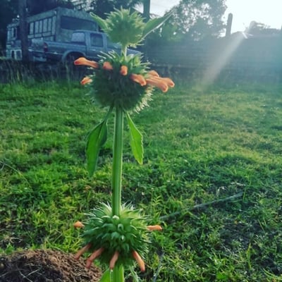 Leonotis nepetifolia — flower