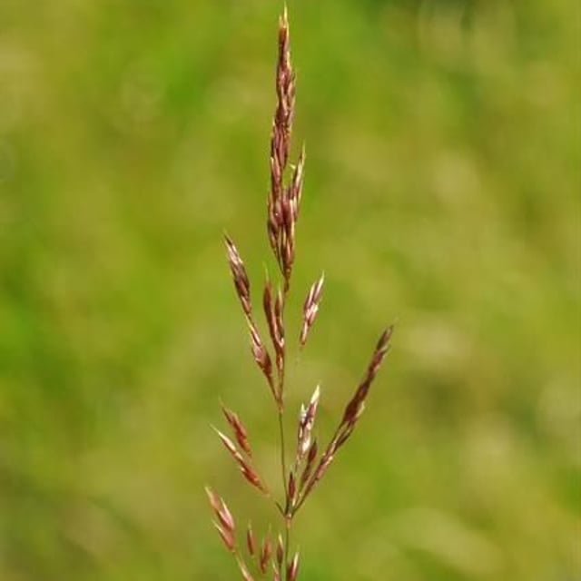 Agrostis canina — flower