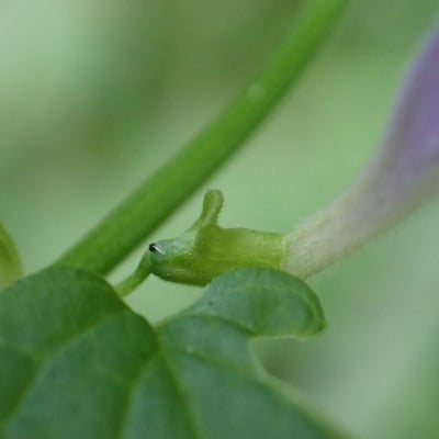 Scutellaria galericulata — flower