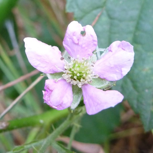 Rubus sprengelii — flower