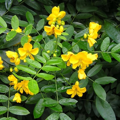 Sophora microphylla — flower
