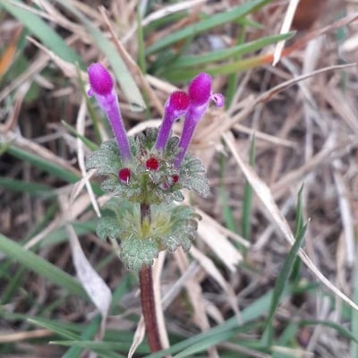 Lamium amplexicaule — flower
