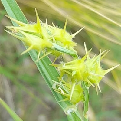 Cenchrus spinifex — fruit