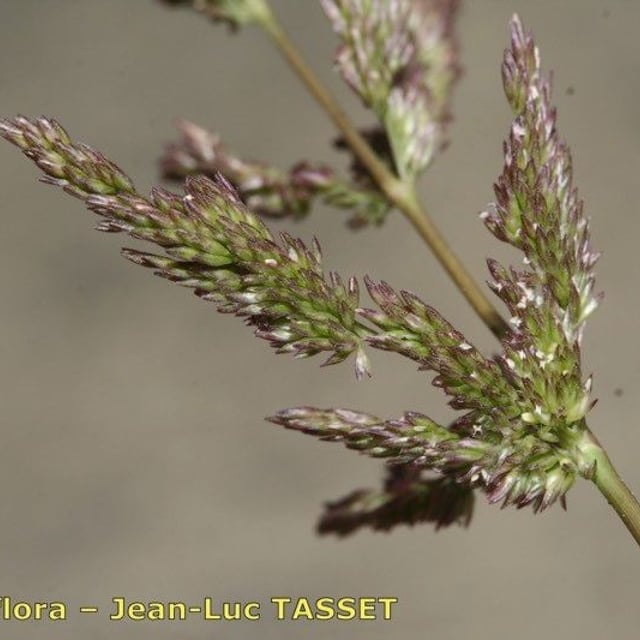 Polypogon viridis — flower