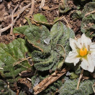 Solanum acaule — habit