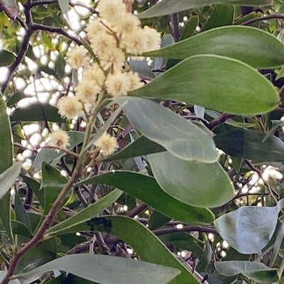 Acacia melanoxylon — flower