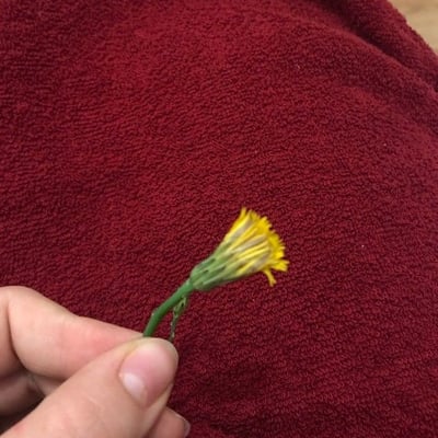 Hypochaeris glabra — flower