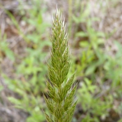 Gastridium ventricosum — flower