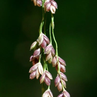 Glyceria striata — flower