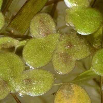 Lemna turionifera — leaf