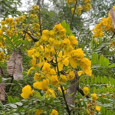 Senna multijuga — flower