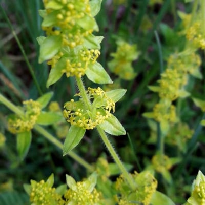 Cruciata laevipes — flower
