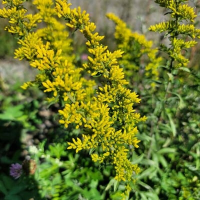 Solidago nemoralis — flower