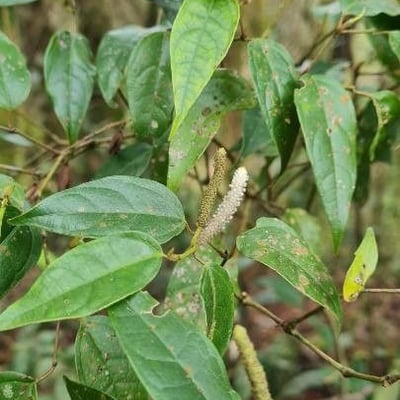 Piper hispidum — flower