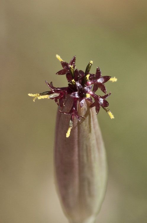 Yerba porosa