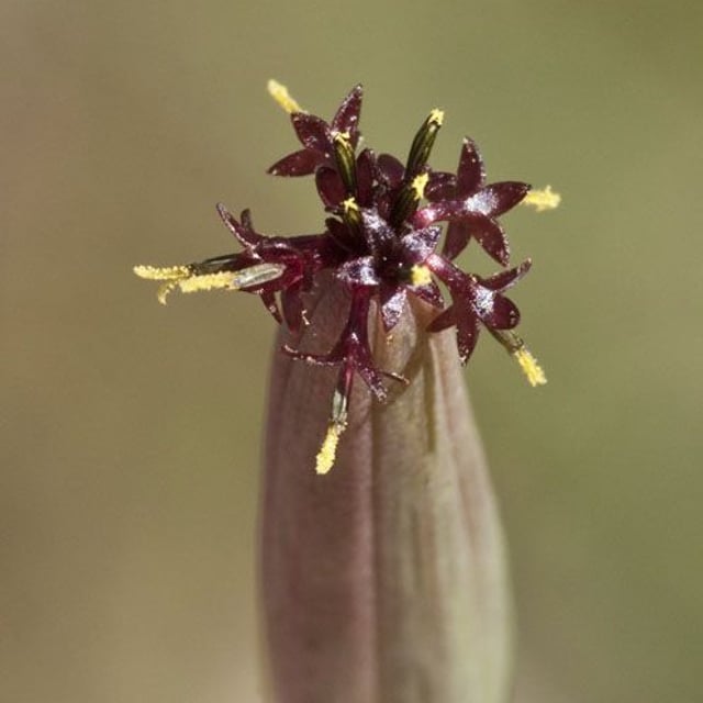 Porophyllum ruderale — flower