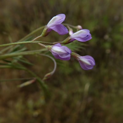 Vicia pubescens — flower