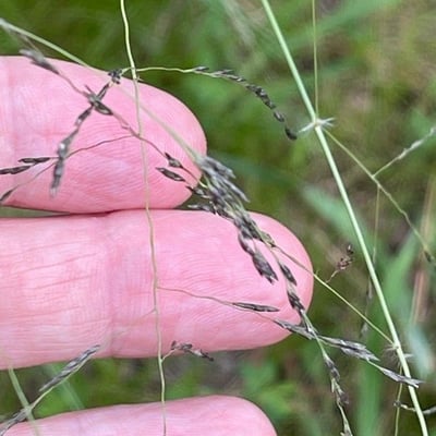 Eragrostis curvula — flower