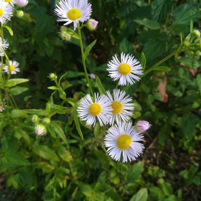 Erigeron annuus — flower
