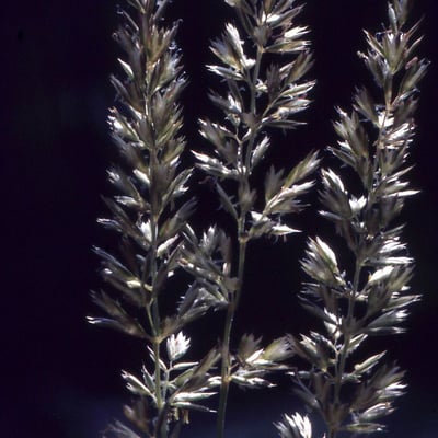Koeleria pyramidata — flower
