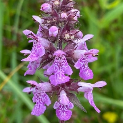 Stachys palustris — flower