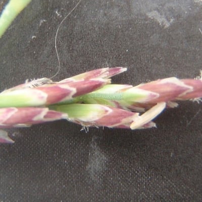 Puccinellia maritima — flower