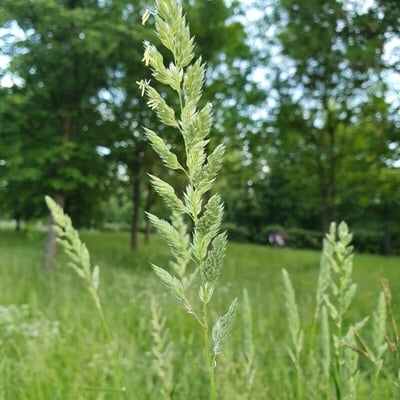 Lolium multiflorum — flower