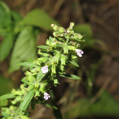 Hedeoma pulegioides — flower