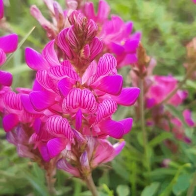 Onobrychis montana — flower