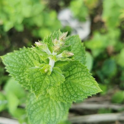 Mentha × villosa — leaf
