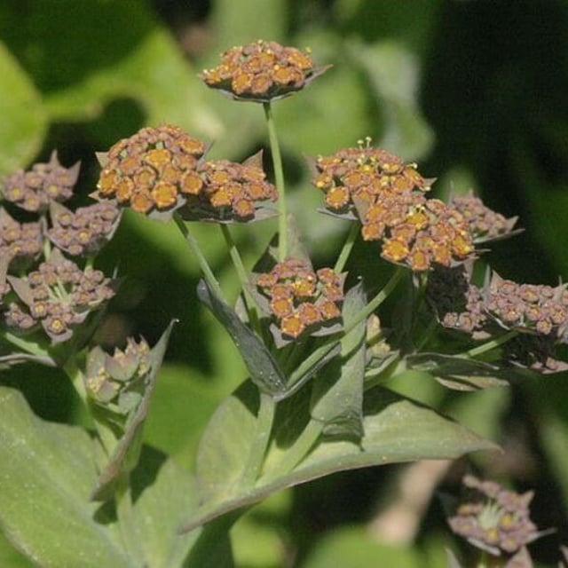 Bupleurum longifolium — flower