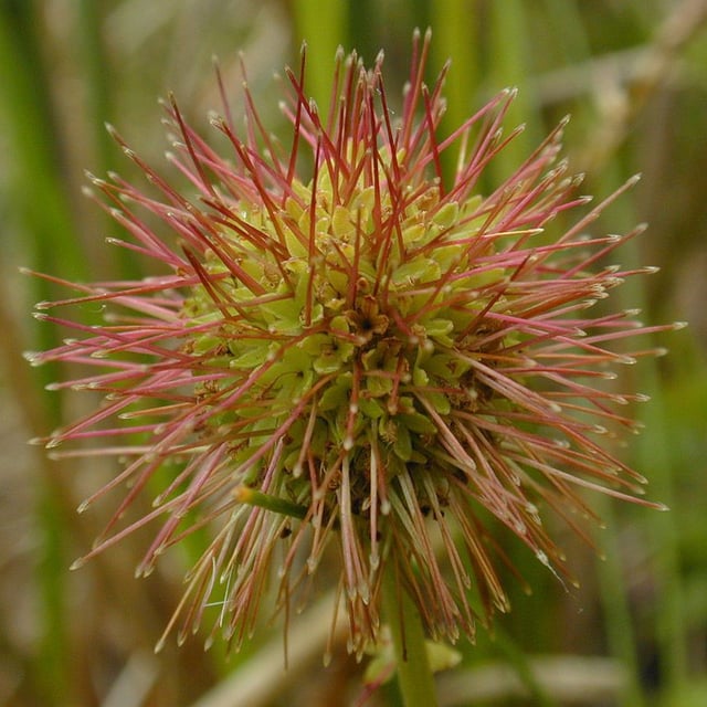 Acaena novae-zelandiae — flower