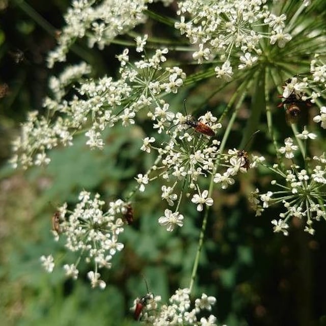 Laserpitium latifolium — flower