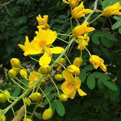 Tipuana tipu — flower