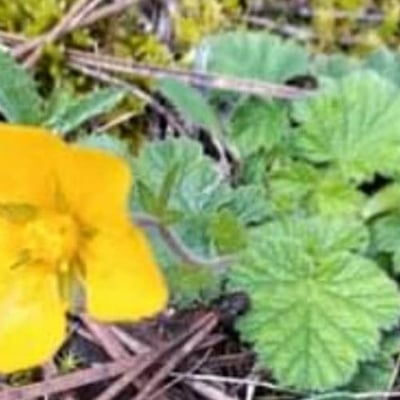 Geum sylvaticum — flower
