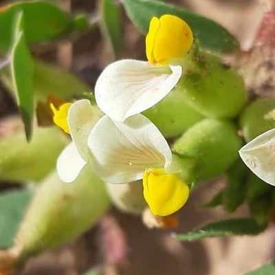 Tripodion tetraphyllum — flower
