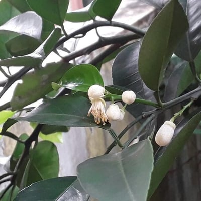 Citrus × aurantium — flower