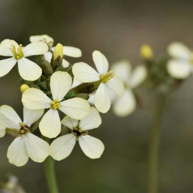 Coincya monensis — flower